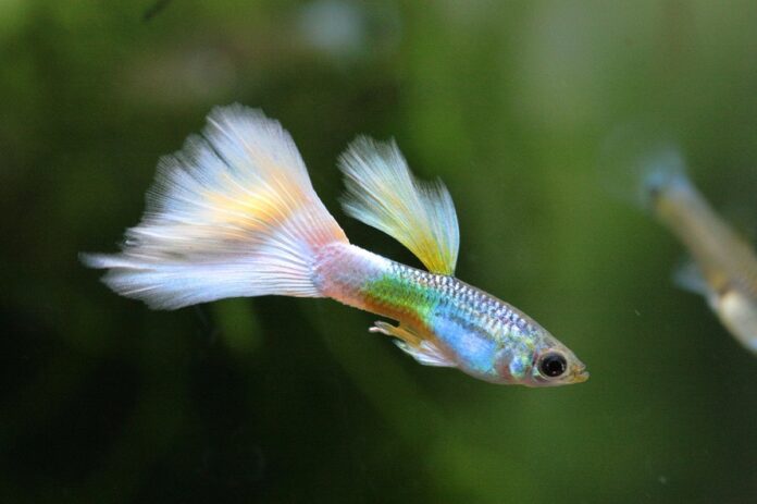 guppy fish