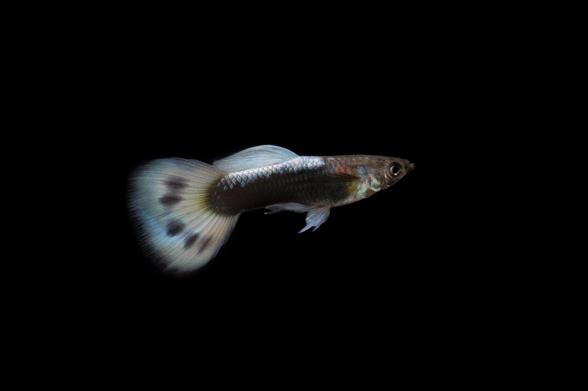 guppy