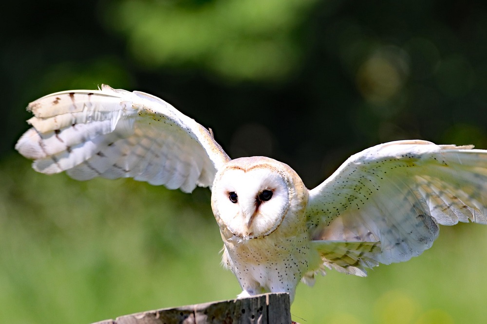 Barn Owl The Silent Hunter of the Night 1 white barn owl