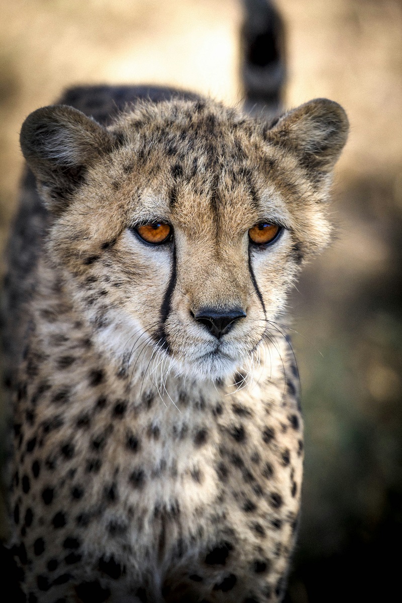 Cheetah