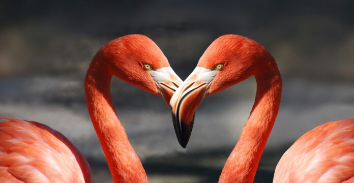 Species of Flamingos
