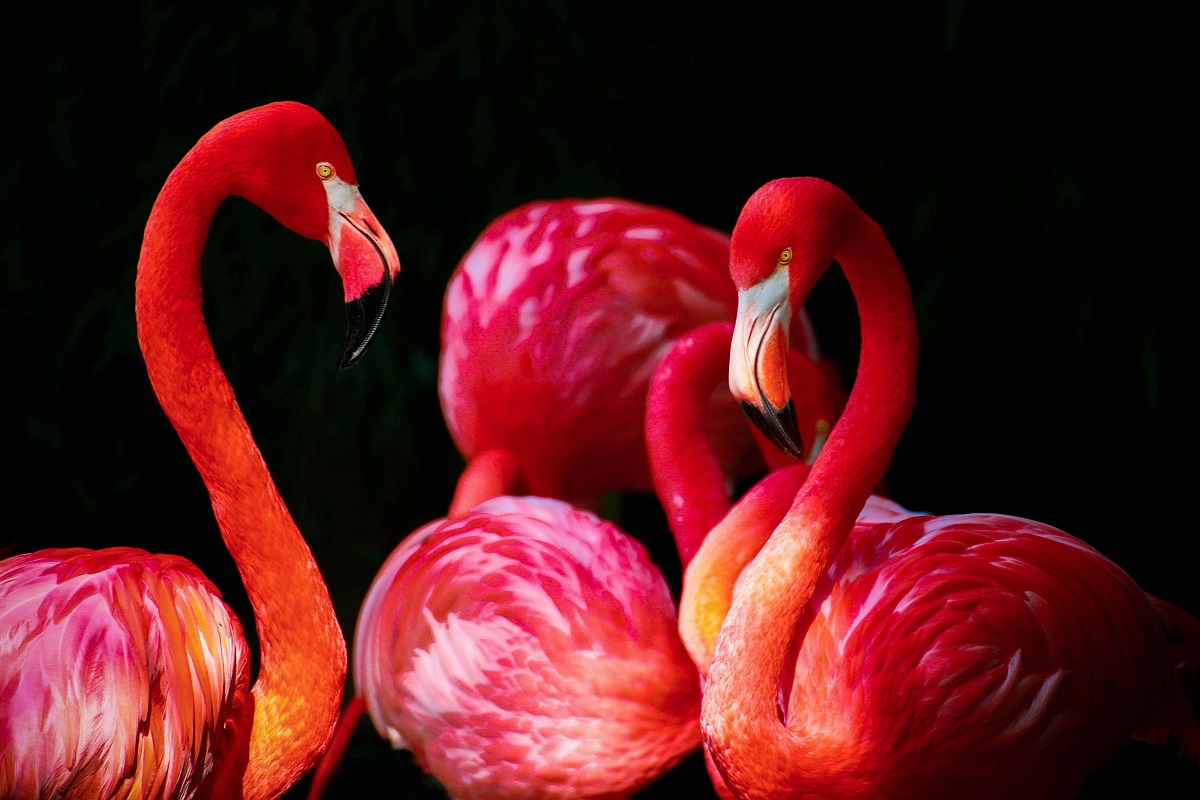 Species of Flamingos
