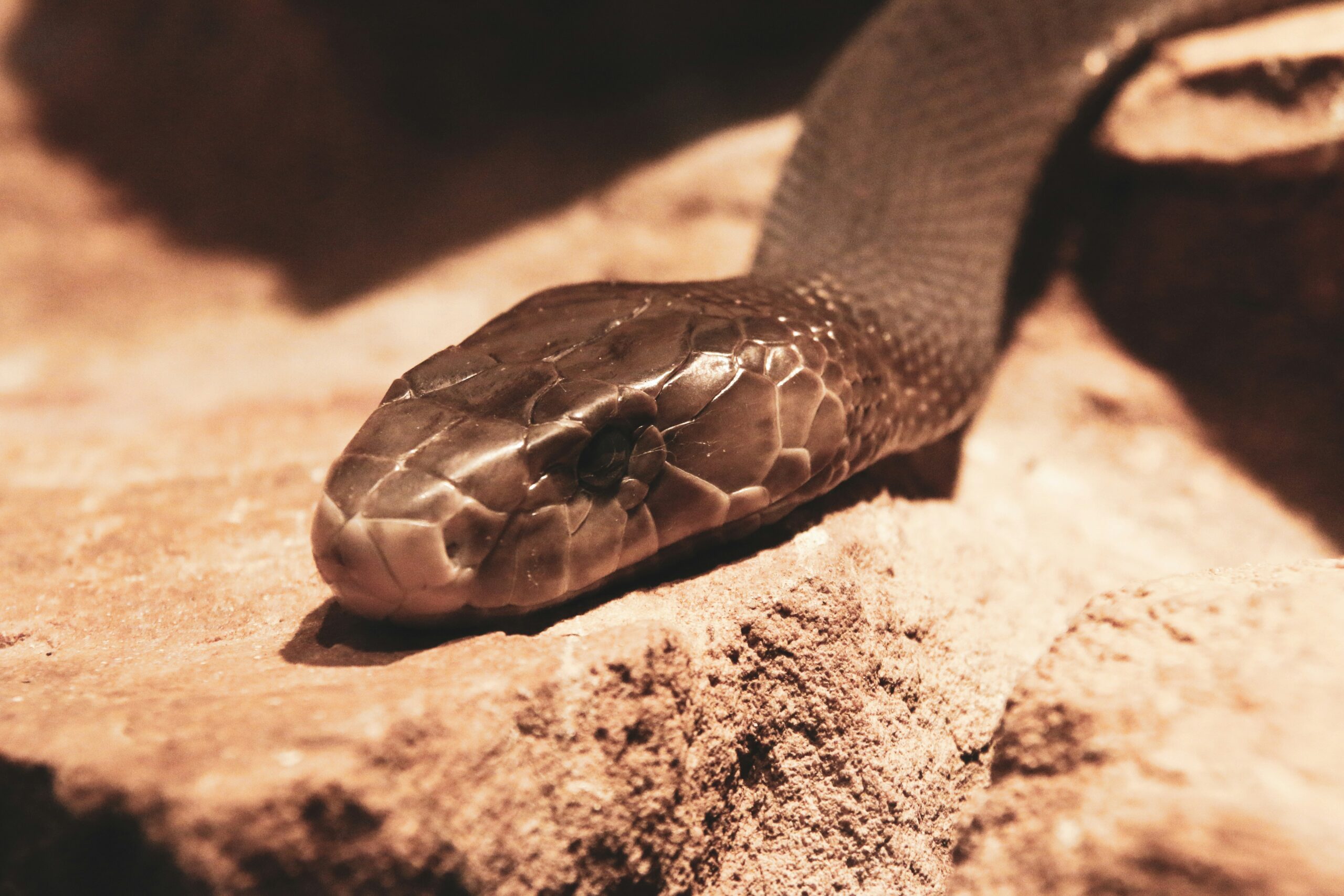 Black Mamba The Deadly Serpent of Africa 1 black mamba