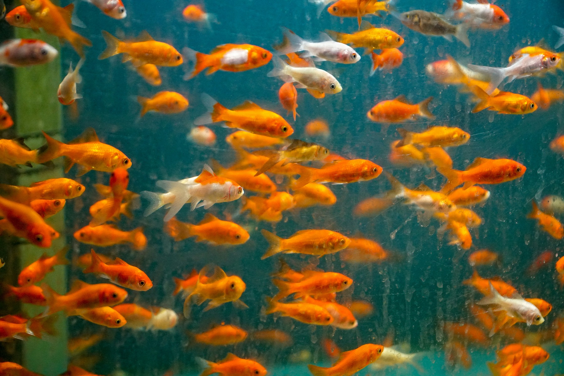 Goldfish