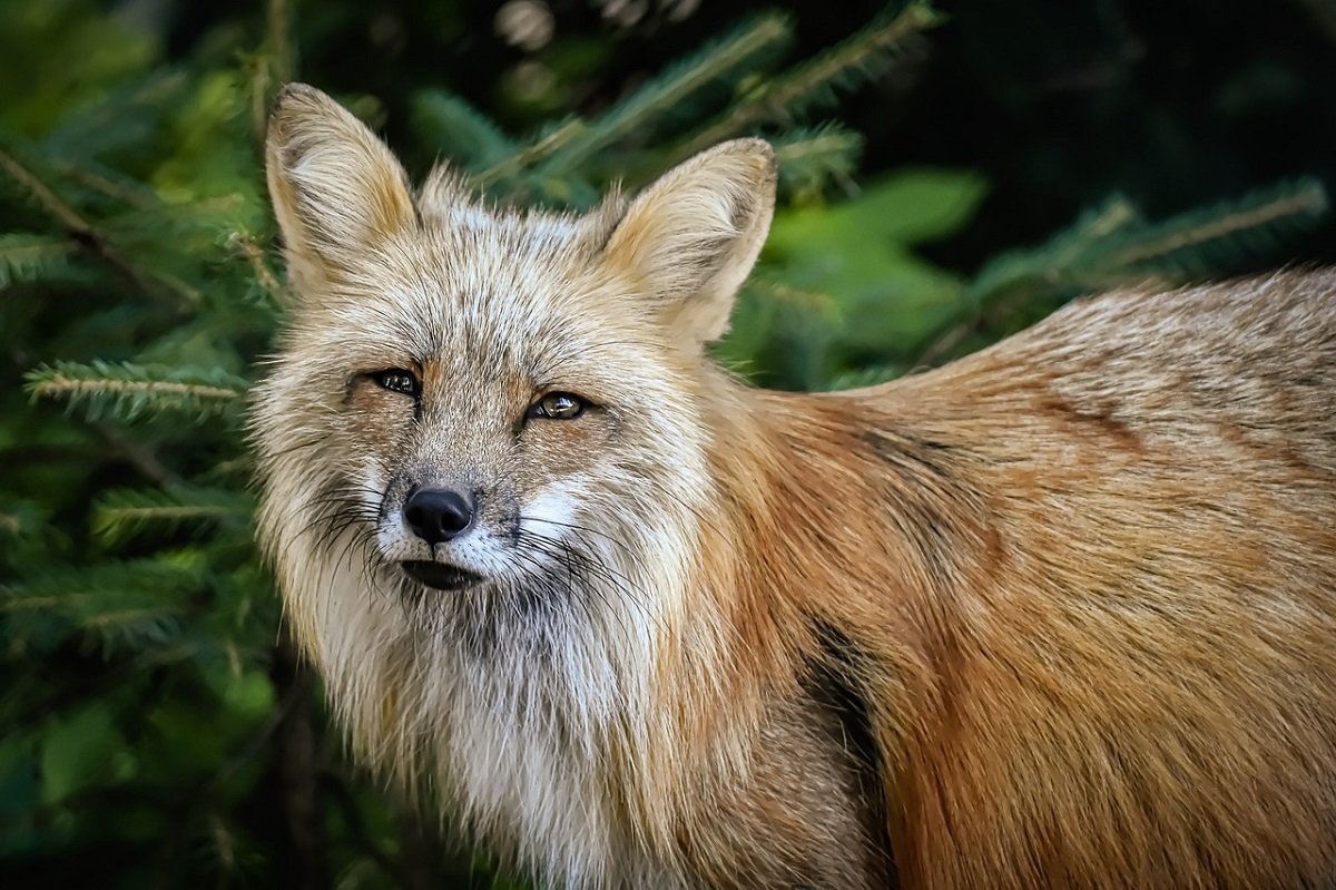 The Cross Fox A Rare and Captivating Color Morph of the Red Fox 2 silver cross fox