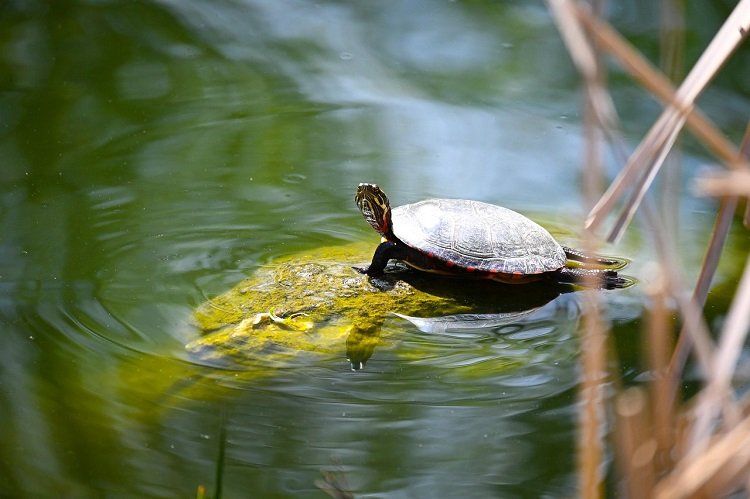 Painted Turtle