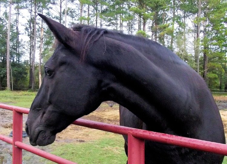 Tennessee Walking Horse