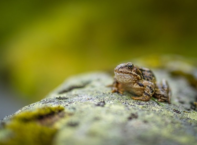 Wood Frog