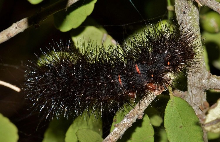 Arctic Woolly Bear Caterpillar